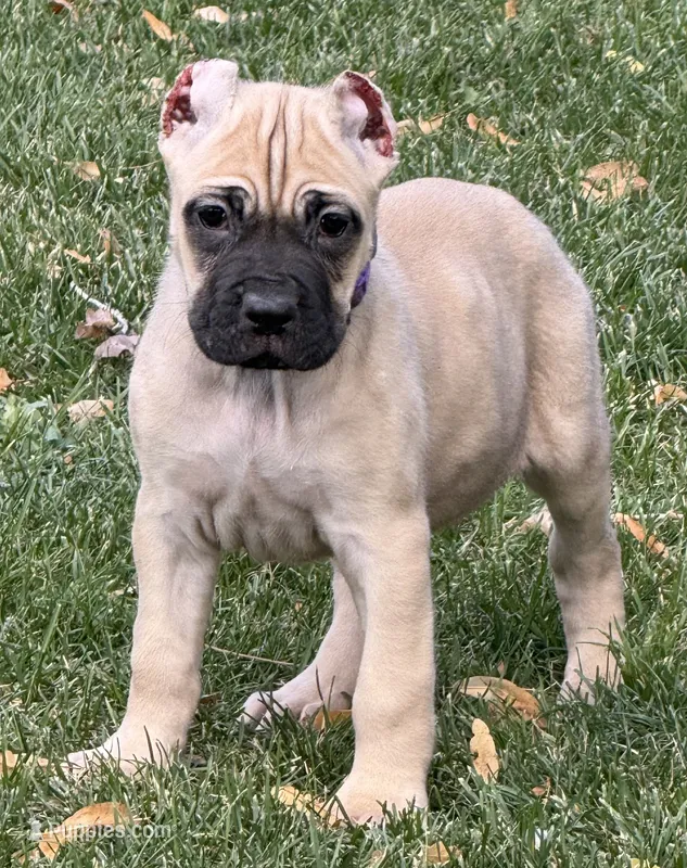 Vesta – Cane Corso puppy for sale in Longmont, CO
