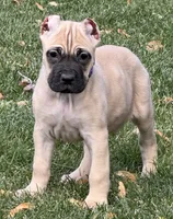 Vesta, a female Cane Corso for sale in Longmont, CO – 1 of 10