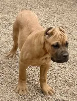Frank, a male Cane Corso for sale in Longmont, CO – 5 of 10
