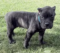Maynard, a male Cane Corso for sale in Longmont, CO – 10 of 10