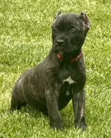Grazie, a male Cane Corso for sale in Longmont, CO – 3 of 6