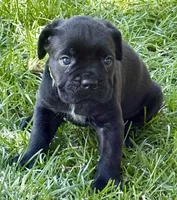 Hannah, a female Cane Corso for sale in Longmont, CO – 7 of 10