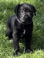 Harper, a female Cane Corso for sale in Longmont, CO – 4 of 10