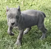 Muffin, a female Cane Corso for sale in Longmont, CO – 3 of 10