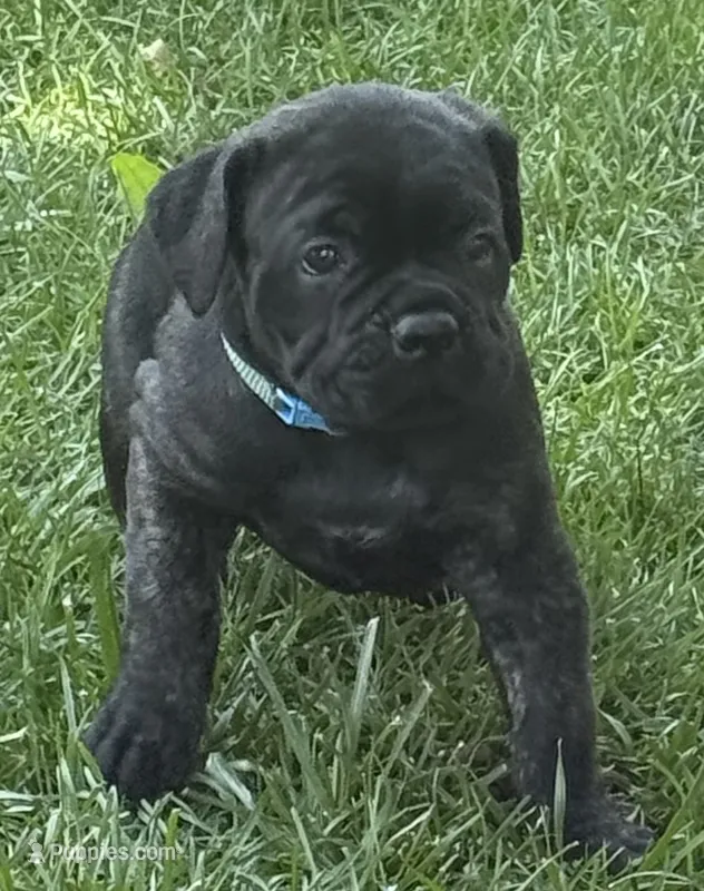 Maple – Cane Corso puppy for sale in Longmont, CO