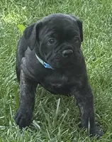 Maple, a female Cane Corso for sale in Longmont, CO – 1 of 10