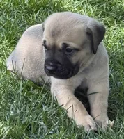 Hunter, a male Cane Corso for sale in Longmont, CO – 2 of 9