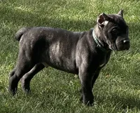 Monster, a male Cane Corso for sale in Longmont, CO – 9 of 10