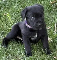 Harper, a female Cane Corso for sale in Longmont, CO – 2 of 10