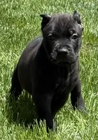 Nacho, a male Cane Corso for sale in Longmont, CO – 9 of 10