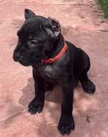 Ultra, a female Cane Corso for sale in Longmont, CO – 8 of 10