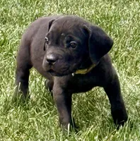Minnie, a female Cane Corso for sale in Longmont, CO – 2 of 10