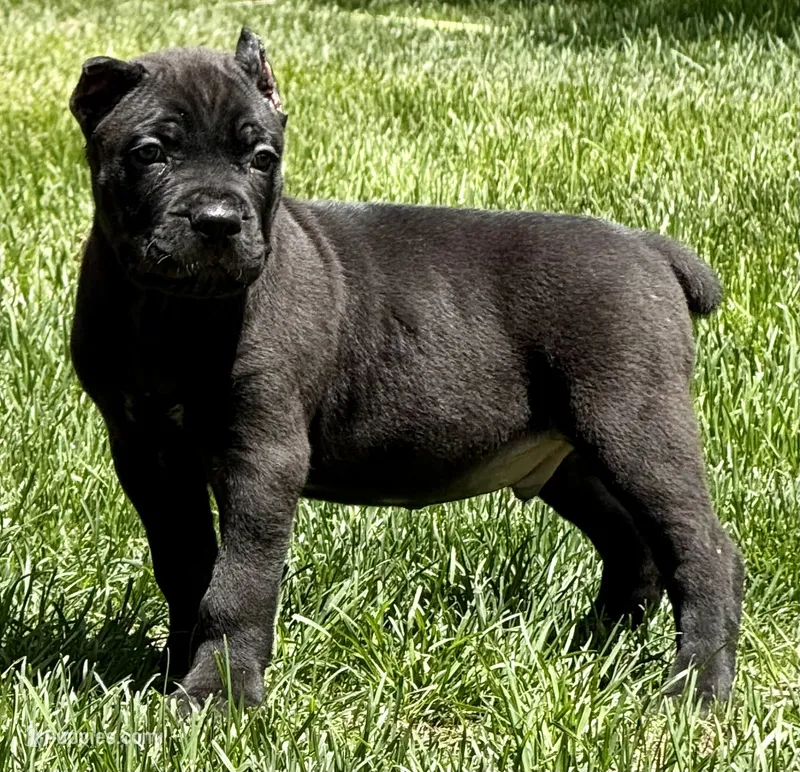 Nacho – Cane Corso puppy for sale in Longmont, CO