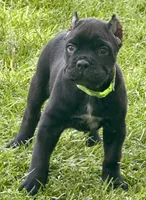 Hannah, a female Cane Corso for sale in Longmont, CO – 10 of 10