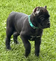 Hope, a female Cane Corso for sale in Longmont, CO – 8 of 10
