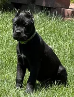 Hagrid, a male Cane Corso for sale in Longmont, CO – 3 of 10
