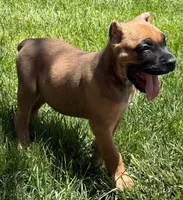 Nugget, a male Cane Corso for sale in Longmont, CO – 3 of 10