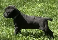 Hope, a female Cane Corso for sale in Longmont, CO – 5 of 10