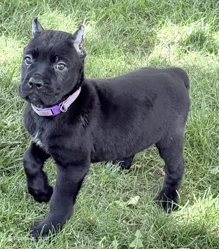 Harper – Cane Corso puppy for sale in Longmont, CO