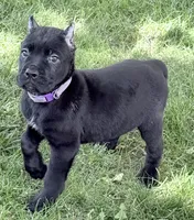 Harper, a female Cane Corso for sale in Longmont, CO – 2 of 10