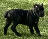 Monster, a male Cane Corso for sale in Longmont, CO – 6 of 10