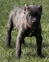 Maybel, a female Cane Corso for sale in Longmont, CO – 6 of 10