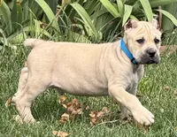 Von, a male Cane Corso for sale in Longmont, CO – 6 of 10
