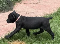 Ursula, a female Cane Corso for sale in Longmont, CO – 4 of 6