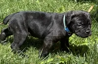 Hercules, a male Cane Corso for sale in Longmont, CO – 10 of 10