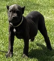 Nola, a female Cane Corso for sale in Longmont, CO – 7 of 10