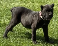 Nola, a female Cane Corso for sale in Longmont, CO – 5 of 10