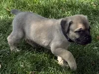 Hunter, a male Cane Corso for sale in Longmont, CO – 3 of 9