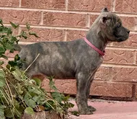 Faith , a female Cane Corso for sale in Longmont, CO – 6 of 8