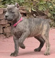 Faith , a female Cane Corso for sale in Longmont, CO – 7 of 8