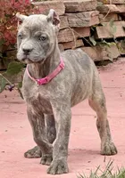 Faith , a female Cane Corso for sale in Longmont, CO – 5 of 8