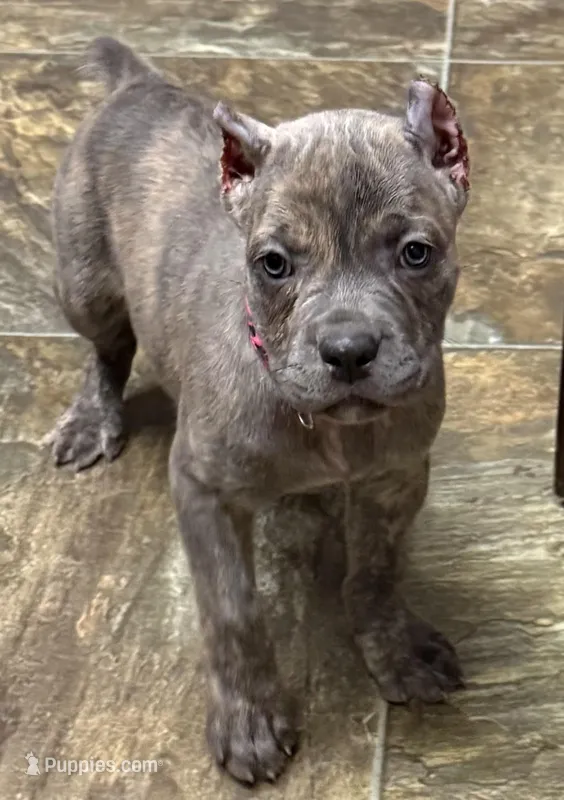 Faith  – Cane Corso puppy for sale in Longmont, CO
