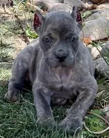 Faith , a female Cane Corso for sale in Longmont, CO – Photo 4 of 6