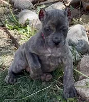 Faith , a female Cane Corso for sale in Longmont, CO – Photo 3 of 6