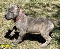 Faith , a female Cane Corso for sale in Longmont, CO – Photo 6 of 6