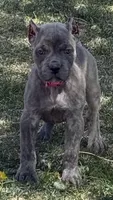 Faith , a female Cane Corso for sale in Longmont, CO – Photo 1 of 6