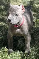 Faith , a female Cane Corso for sale in Longmont, CO – Photo 2 of 6