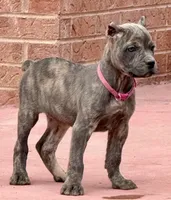 Faith , a female Cane Corso for sale in Longmont, CO – 2 of 8