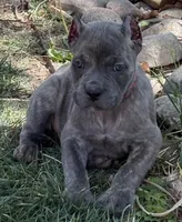 Faith , a female Cane Corso for sale in Longmont, CO – Photo 5 of 6