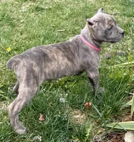 Faith , a female Cane Corso for sale in Longmont, CO – 8 of 8