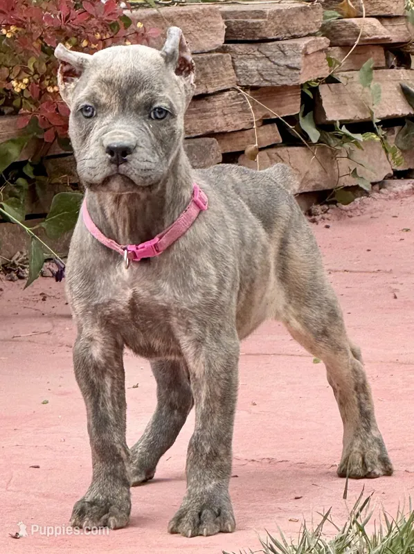 Faith  – Cane Corso puppy for sale in Longmont, CO