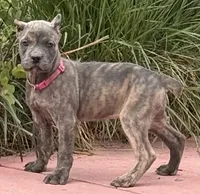 Faith , a female Cane Corso for sale in Longmont, CO – 3 of 8