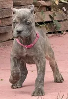Faith , a female Cane Corso for sale in Longmont, CO – 4 of 8