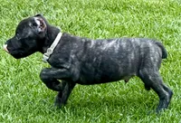 Ghost, a male Cane Corso for sale in Longmont, CO – 3 of 6