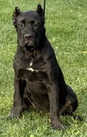 Ursula, a female Cane Corso for sale in Longmont, CO – 2 of 10