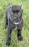Harper, a female Cane Corso for sale in Longmont, CO – 6 of 10